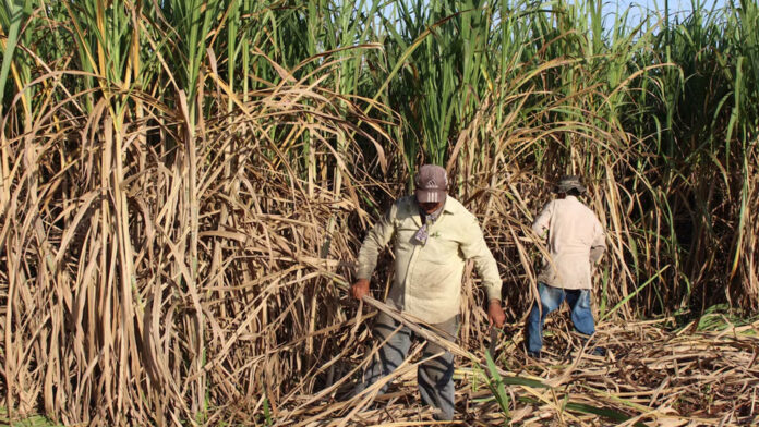 Paraguay impulsa la producción orgánica con nueva unidad